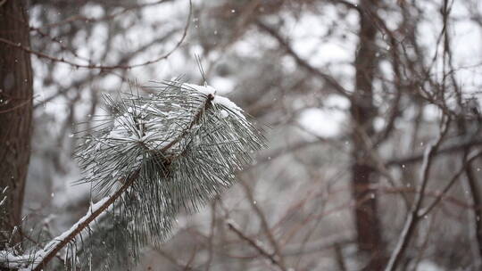 松树松针上的积雪和飞舞的雪花飘落