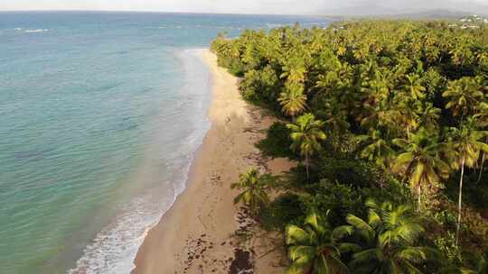 阳光海浪沙滩椰子林