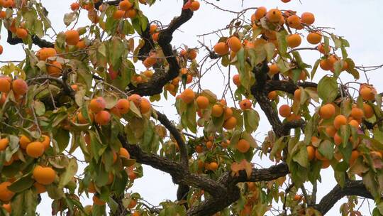 枝头丰硕的橙色果实