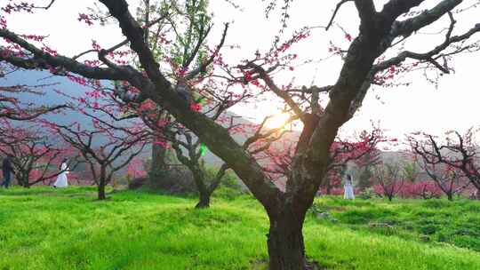 桃花树桃花林桃花山