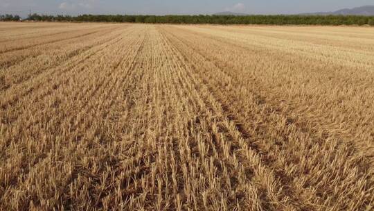 希望的田野风吹麦浪麦子黄了夕阳麦子地