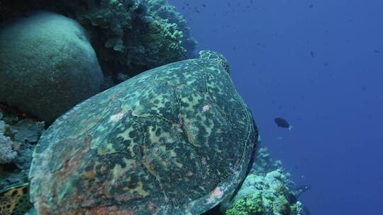 大堡礁鹰嘴龟慢动作。澳大利亚。红色相机