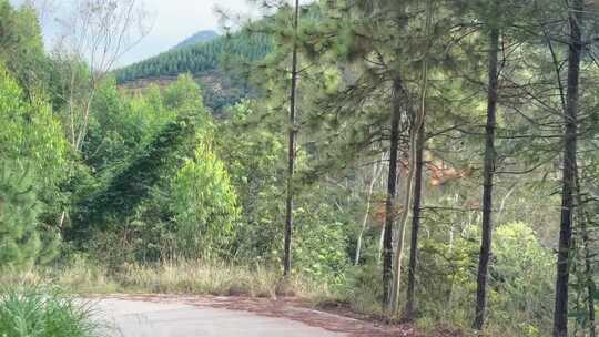 开车行驶在山林土路森林道路树林山路公路