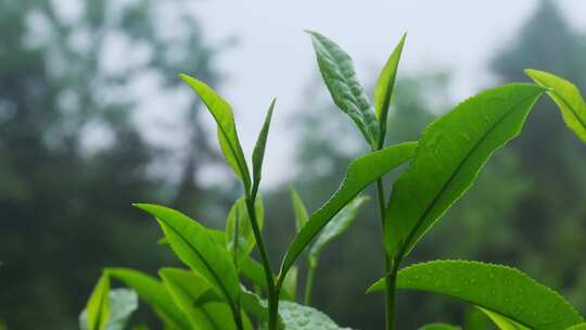 茶园茶叶茶茶山绿茶农业茶海采茶茶文化