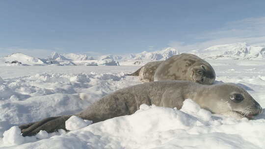 南极洲婴儿成年威德尔海豹躺在雪地上视频素材模板下载