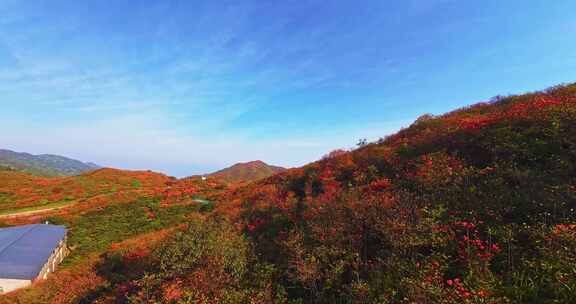 长沙浏阳大围山森林公园杜鹃花海航拍