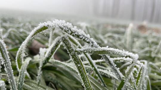 雾凇下的美景植物