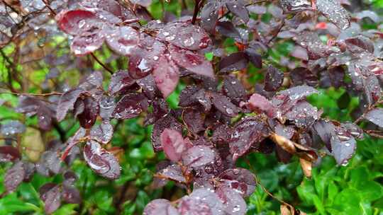 自然美景雨水