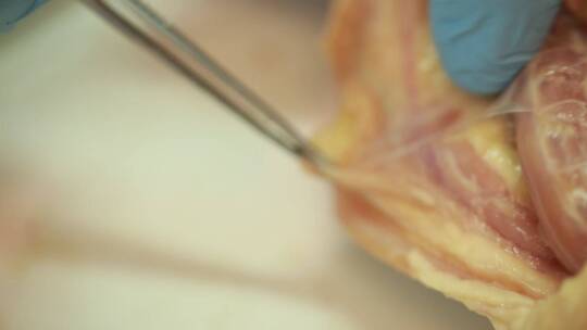 动物学家解剖禽类淋巴腺视频素材模板下载