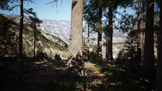 巨型红杉树耸立在红杉国家公园的地面上视频素材模板下载