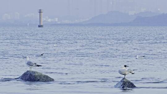 深圳湾鸟类栖息地自然风光视频