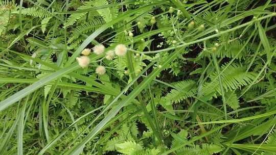 大自然野生植物野草实拍