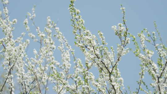 春天樱花桃花梨花