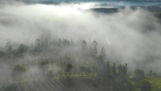 云雾下的茶山茶园