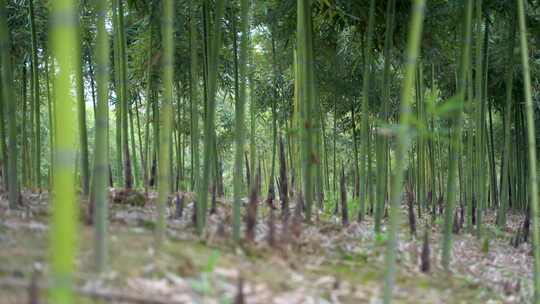 竹林中拍摄的郁郁葱葱的竹子风景