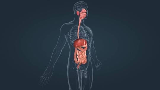 3D医学消化分泌系统口腔食管肠胃肝脏动画