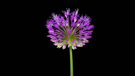 盛开的大紫罗兰葱花