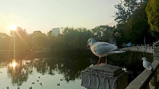 翠湖红嘴鸥升格镜头