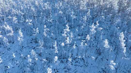 航拍冬天阳光雪林雪景