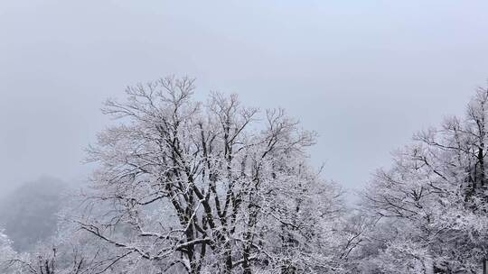 寒冷冬天森林树枝雪挂