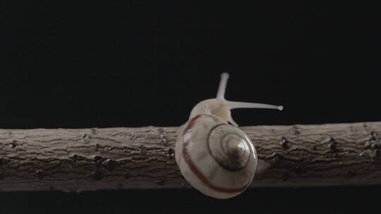 蜗牛爬行中不断用触角寻找路线LOG