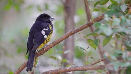 一只黑背大嘴鸟栖息在一个被树叶环绕的小树枝上