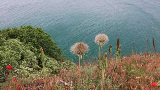 保加利亚黑海海岸卡利亚克拉角自然保护区生