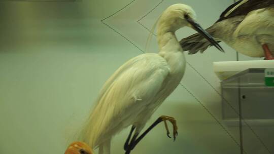 鹳鹤鹈鹕水鸟海鸟标本模型
