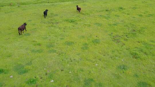 草地上的小牛