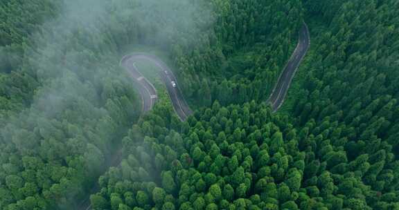 汽车在森林路上行驶