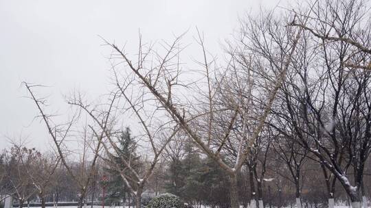 4K北方冬天大雪中公园银杏树实拍视频