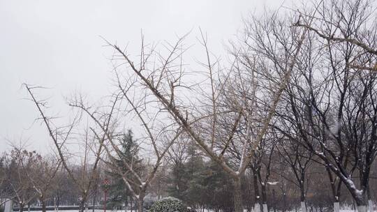 4K北方冬天大雪中公园银杏树实拍视频视频素材模板下载