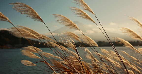 湖面、风吹芦苇草在摇摆、风吹草动