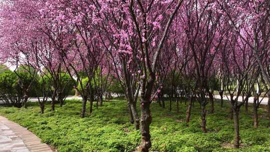 春天公园里大片紫红色梅花盛开