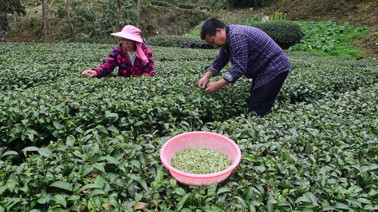 茶叶茶绿茶采茶茶山春茶茶园4K实拍