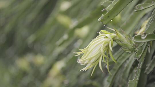 火龙果花十段素材合成