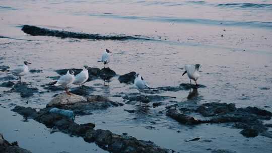 海鸟停在海边垃圾旁