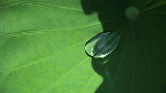 荷叶上的雨滴升格