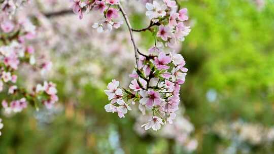 北京玉渊潭公园樱花节春天盛开的樱花