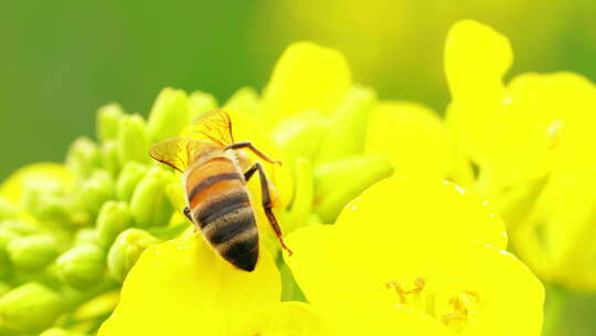 一只蜜蜂在油菜花上采蜜慢镜头特写视频素材模板下载