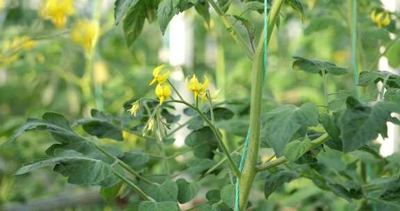 带有黄色花朵的番茄植株 兰陵国家农业园