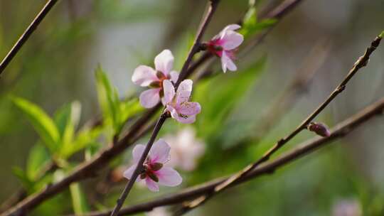 粉色桃花枝条