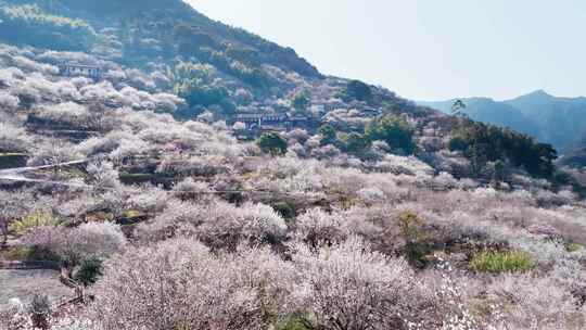 福州永泰青梅花航拍（葛岭万石村）20