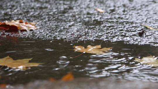 秋天雨中的落叶与道路