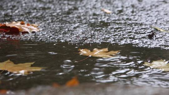 秋天雨中的落叶与道路视频素材模板下载