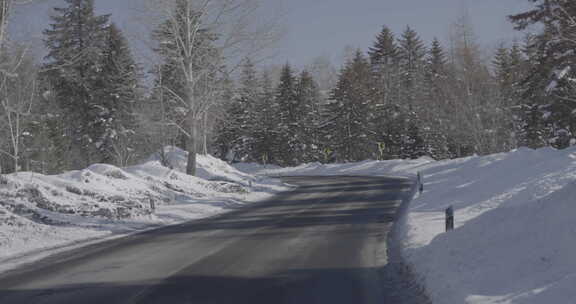 积雪覆盖的林间道路风景