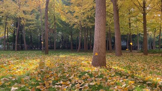 济南森林公园银杏树叶金黄，随风落叶