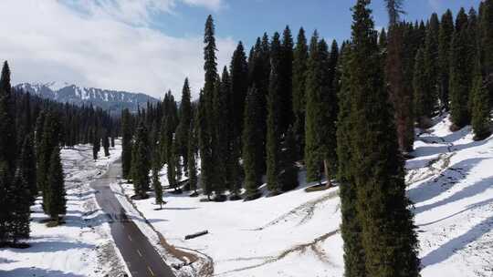 新疆伊犁库尔德宁大气壮观雪山丛林景色