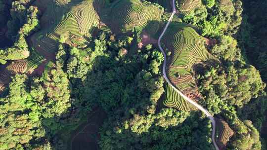 四川雅安名山区大地指纹茶园茶山航拍