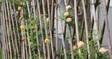 竹篱笆上绽放的蔷薇花高清在线视频素材下载